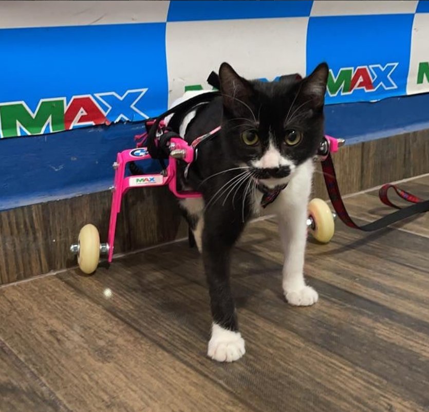 Cadeira para gatos