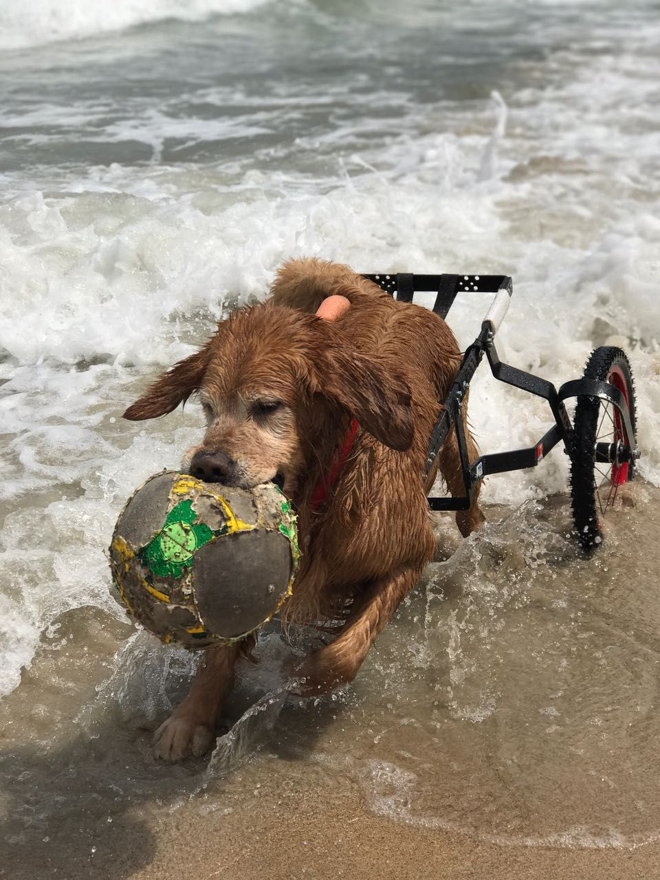 Pet feliz com cadeira de rodas Max Locomotion na praia